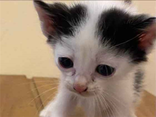 Gato para adoção Macho Pequeno Abaixo de 2 meses