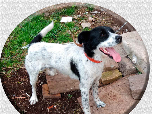 Cachorro cão para adoção Macho Grande 6 anos Acima 