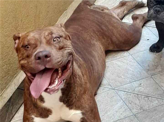 Cachorro cão para adoção Fêmea Médio  3 anos 