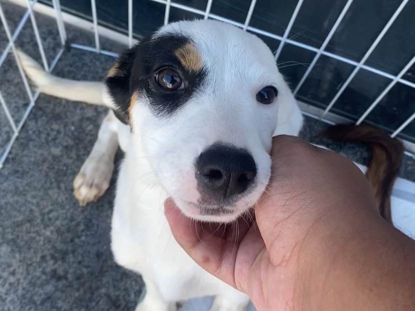 Cao SRD-ViraLata Medio 7-a-11-meses