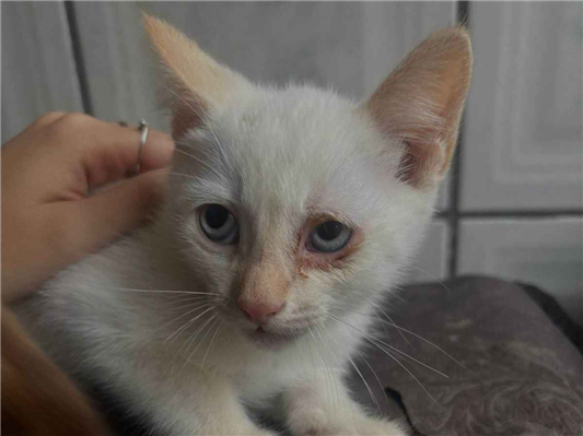 Gato para adoção Ambos Pequeno Abaixo de 2 meses