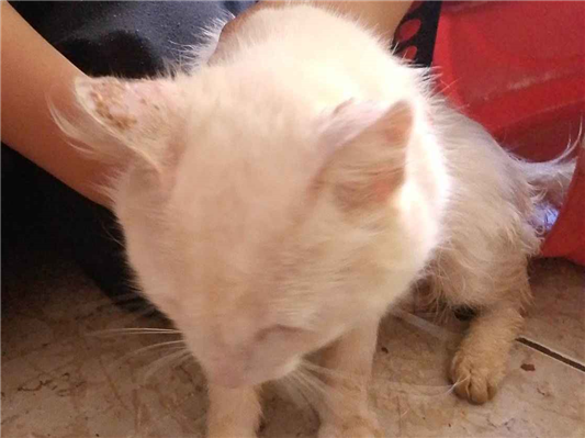 Gato para adoção Macho Médio 2 anos