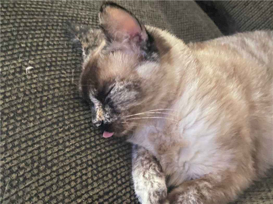 Gato para adoção Fêmea Pequeno 3 anos