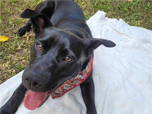 Cachorro cão para adoção Fêmea Médio  3 anos 