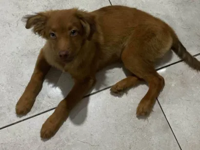 Cao SRD-ViraLata Medio 2-a-6-meses