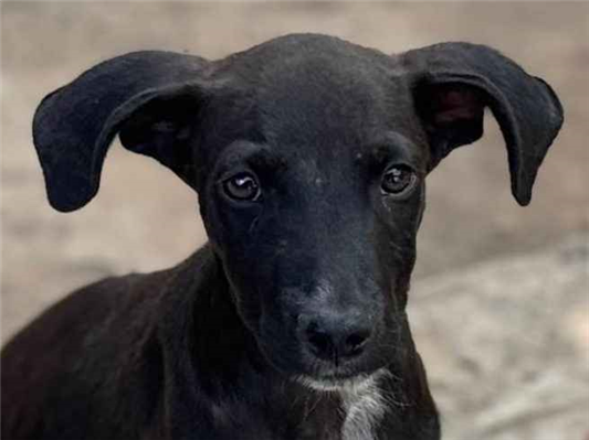 Cachorro cão para adoção Macho Pequeno 2 a 6 meses 