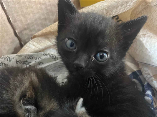 Gato para adoção Ambos Pequeno 2 a 6 meses