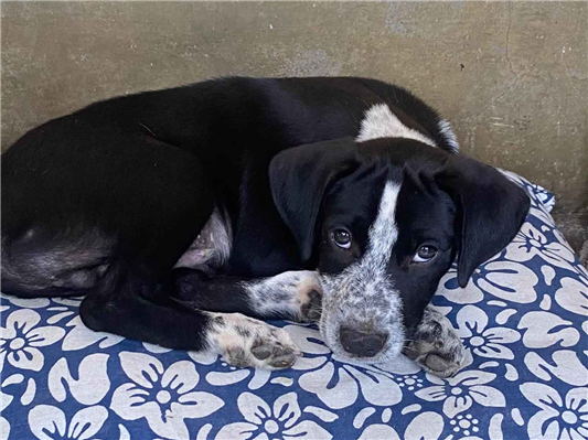Cachorro cão para adoção Macho Pequeno Abaixo de 2 meses 
