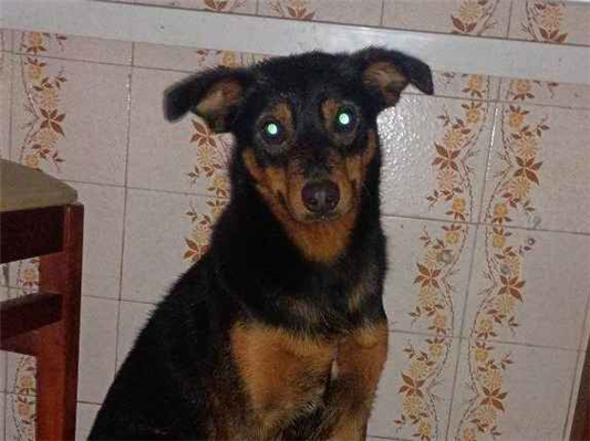 Cachorro cão para adoção Macho Médio  2 anos 