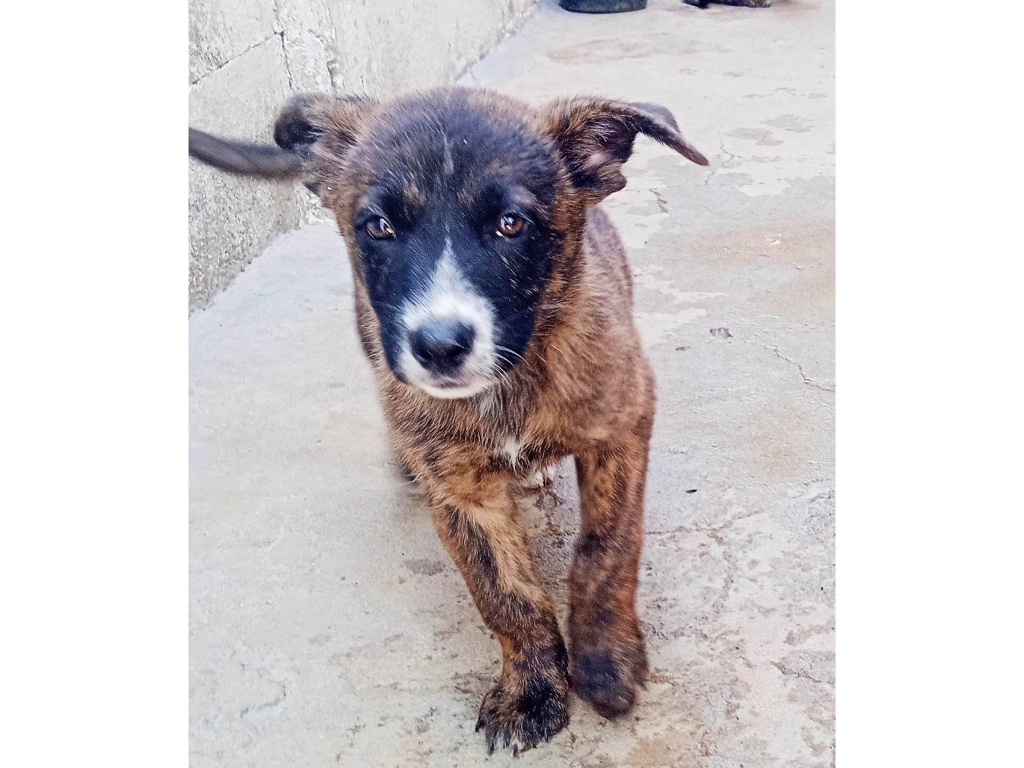 Cao SRD-ViraLata Pequeno Abaixo-de-2-meses