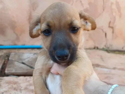 Cao SRD-ViraLata Medio Abaixo-de-2-meses