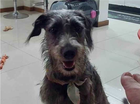 Cachorro cão para adoção Fêmea Médio  2 anos 