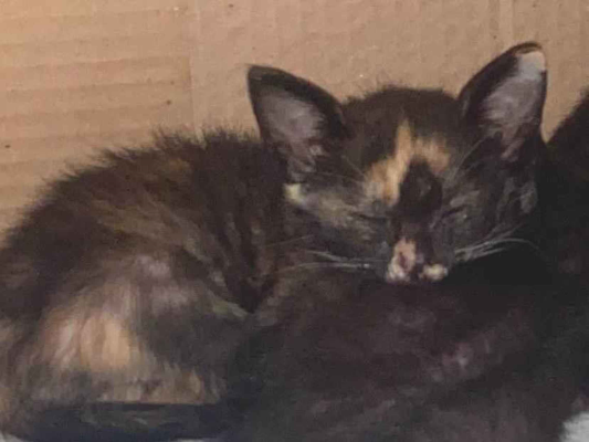 Gato para adoção Fêmea Pequeno 2 a 6 meses