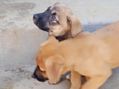 Cao SRD-ViraLata Pequeno Abaixo-de-2-meses