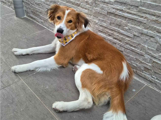 Cachorro cão para adoção Macho Médio  7 a 11 meses 