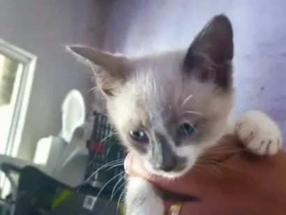 Gato Siamês Pequeno 2-a-6-meses