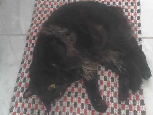 Gato para adoção Fêmea Médio 1 ano