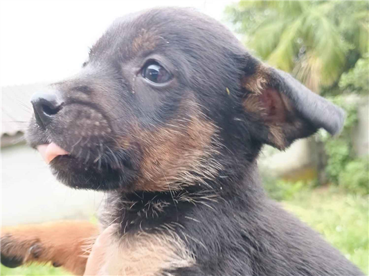 Cachorro cão para adoção Macho Médio  Abaixo de 2 meses 