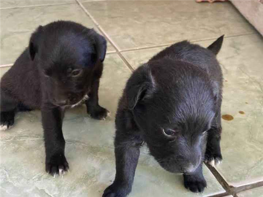 Cachorro cão para adoção Ambos Pequeno Abaixo de 2 meses 