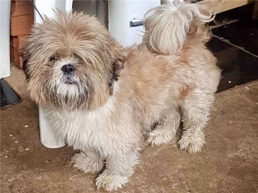 Cachorro cão para adoção Macho Pequeno 2 anos 
