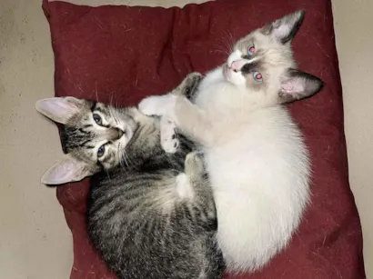 Gato SRD-ViraLata Pequeno 2-a-6-meses