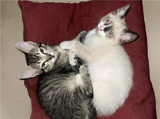 Gato para adoção Macho Pequeno 2 a 6 meses