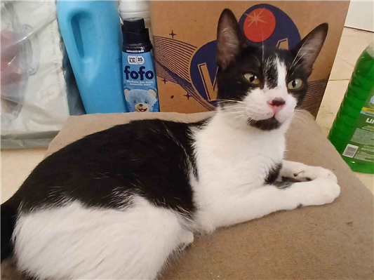 Gato para adoção Macho Pequeno 7 a 11 meses