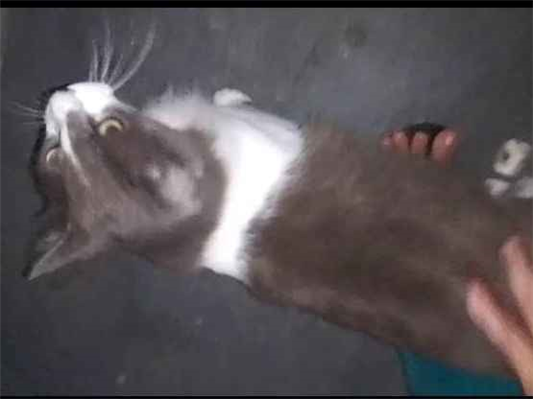 Gato - Fêmea Médio1 ano