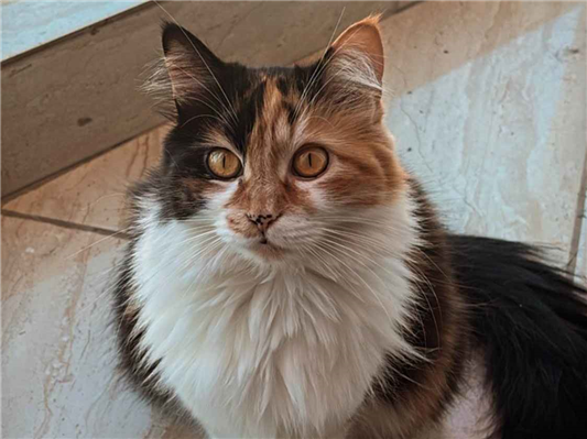 Gato para adoção Fêmea Grande 2 anos