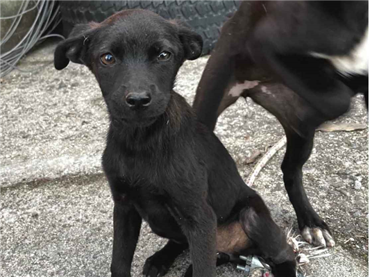 Cachorro cão para adoção Fêmea Pequeno Abaixo de 2 meses 