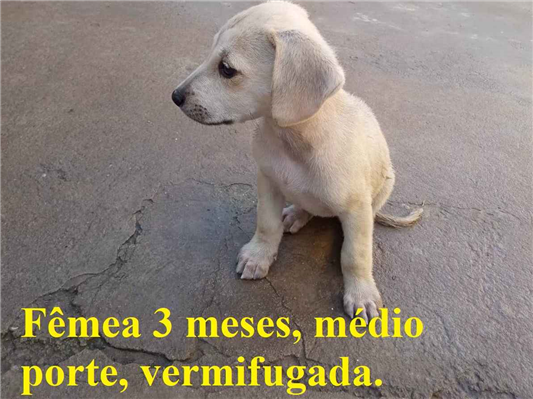 Cachorro cão para adoção Fêmea Médio  2 a 6 meses 