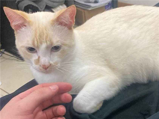 Gato para adoção Macho Médio 1 ano