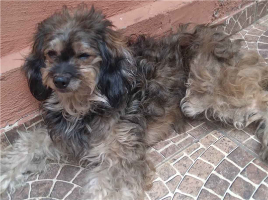 Cachorro cão para adoção Fêmea Médio  5 anos 