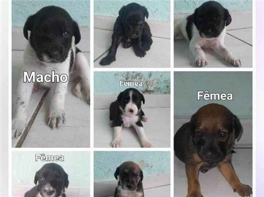 Cachorro cão para adoção Ambos Pequeno Abaixo de 2 meses 