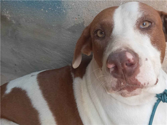 Cachorro cão para adoção Fêmea Grande 2 anos 