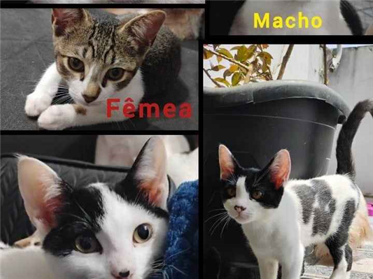 Gato para adoção Ambos Pequeno 2 a 6 meses