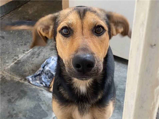 Cachorro cão para adoção Fêmea Médio  1 ano 