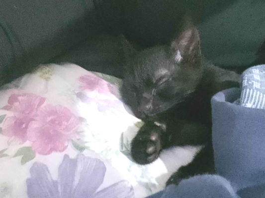 Gato para adoção Macho Pequeno 2 a 6 meses