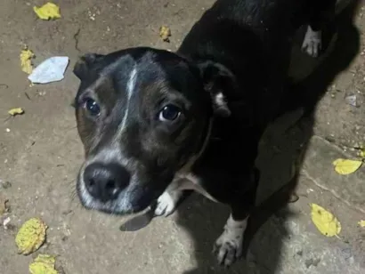 Cao SRD-ViraLata Medio 1-ano