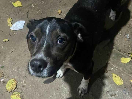 Cachorro cão para adoção Macho Médio  1 ano 