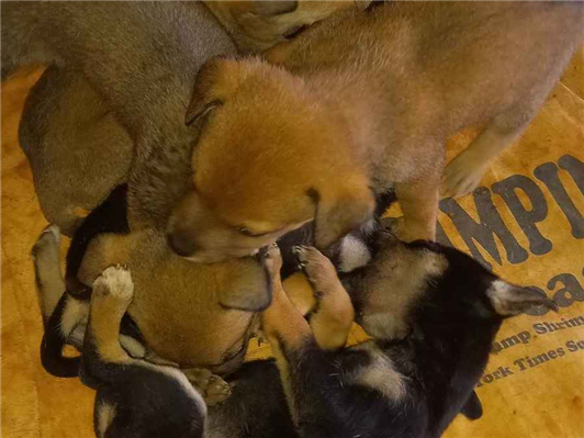 Cachorro cão para adoção Ambos Pequeno 2 a 6 meses 