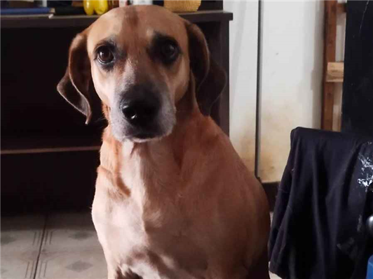 Cao Procura-Perdido Fêmea Médio 6 anos Acima 