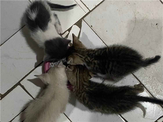 Gato para adoção Fêmea Pequeno Abaixo de 2 meses