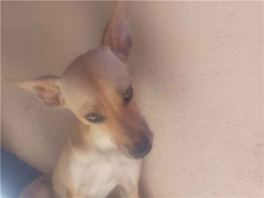 Cachorro cão para adoção Macho Médio  7 a 11 meses 