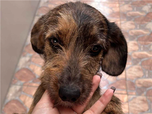 Cachorro cão para adoção Fêmea Médio  7 a 11 meses 