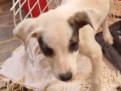 Cao SRD-ViraLata Medio Abaixo-de-2-meses