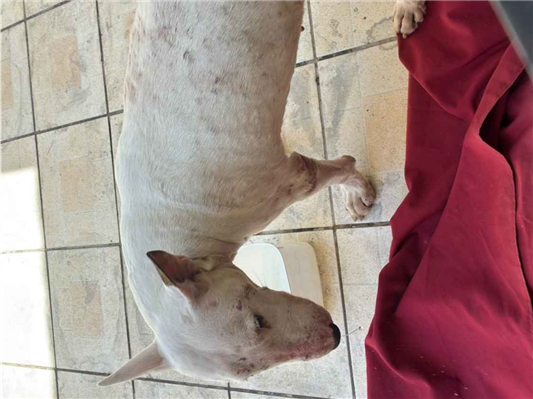 Cachorro cão para adoção Fêmea Médio  3 anos 
