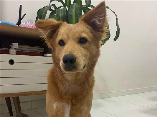 Cachorro cão para adoção Macho Médio  7 a 11 meses 