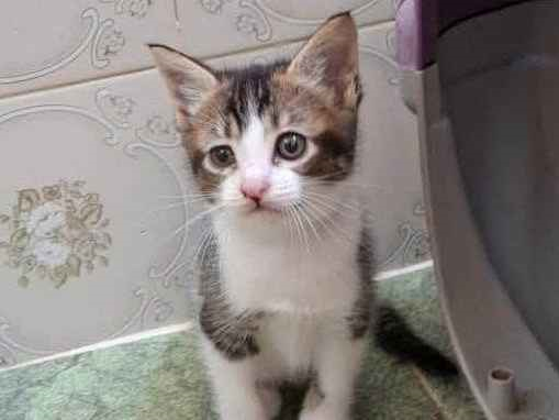 Gato para adoção Fêmea Pequeno Abaixo de 2 meses