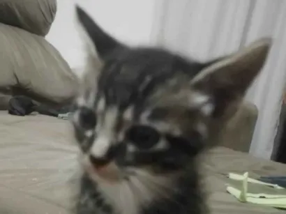 Gato SRD-ViraLata Pequeno Abaixo-de-2-meses